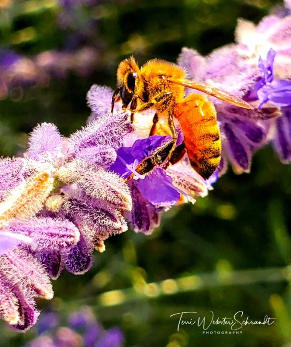 Bee on Lavender