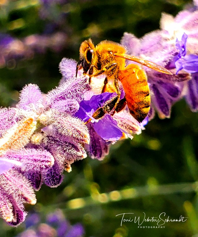 Bee on Lavender