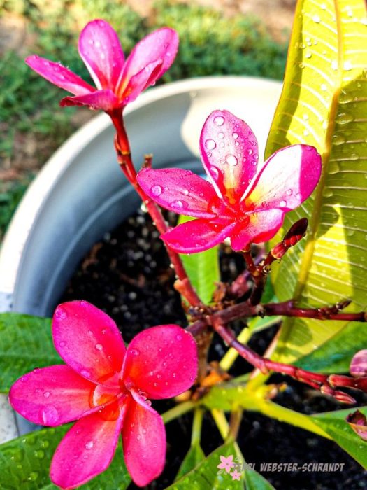 Unexpected Plumeria blooms