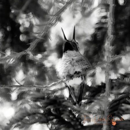 two-headed hummingbird