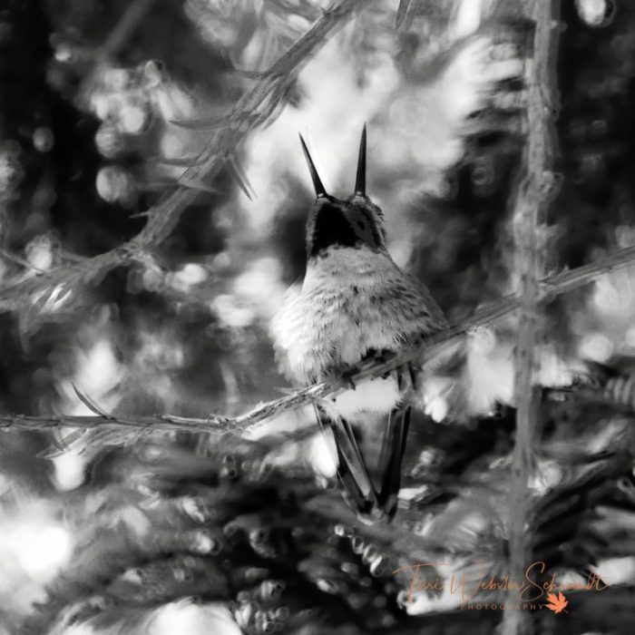 two-headed hummingbird