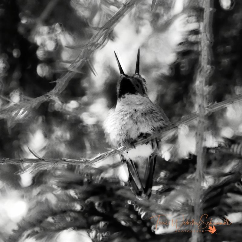 Sunday Stills: Is Anything #Scarier than a Two-Headed&nbsp;Hummingbird?