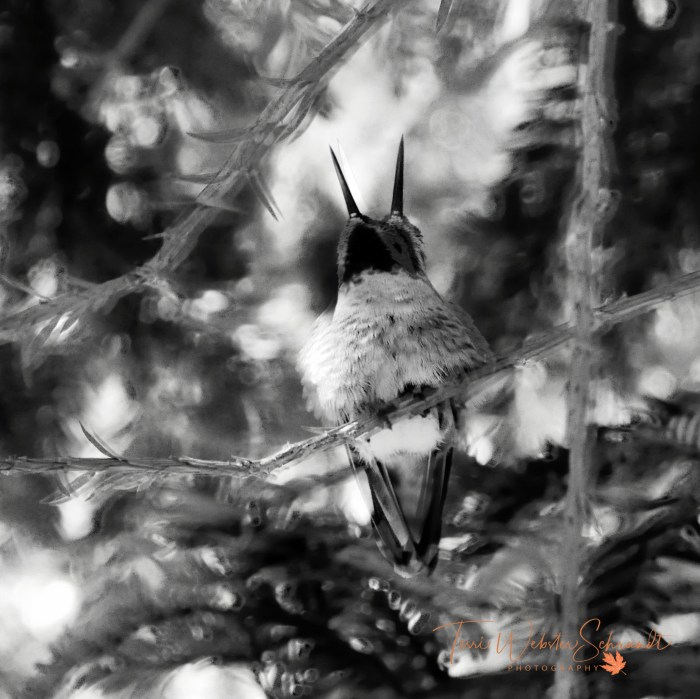 two-headed hummingbird