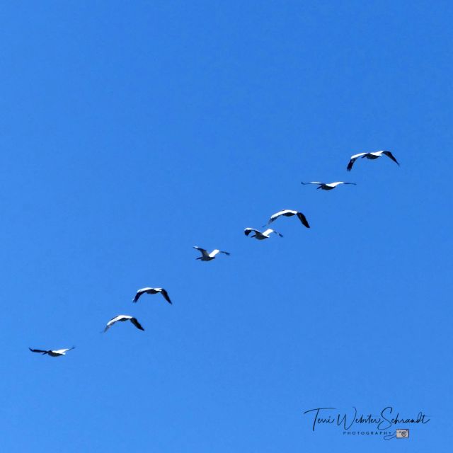 Pelicans follow the leader
