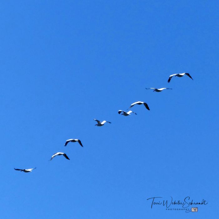 Pelicans follow the leader