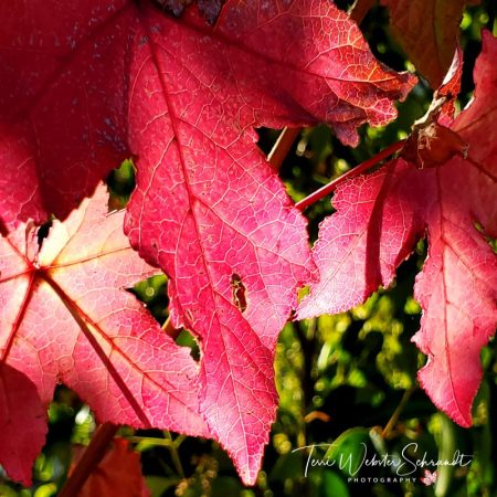pink autumn leaves