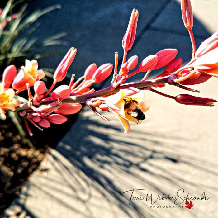 Pink flower, bee and lines