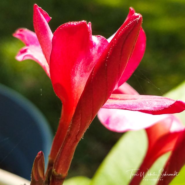pink lines in plumeria blossoms