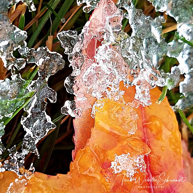 Frozen Autumn Leaf