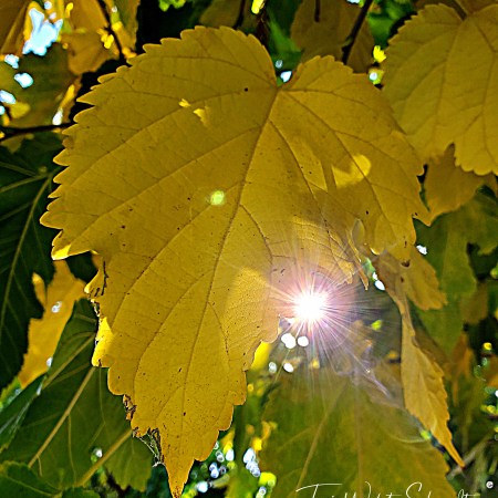 sunshine yellow leaf