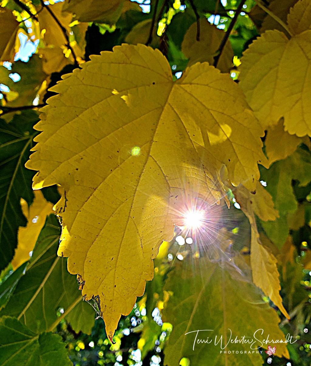 Sunday Stills: #Yellow Leaves of&nbsp;Autumn