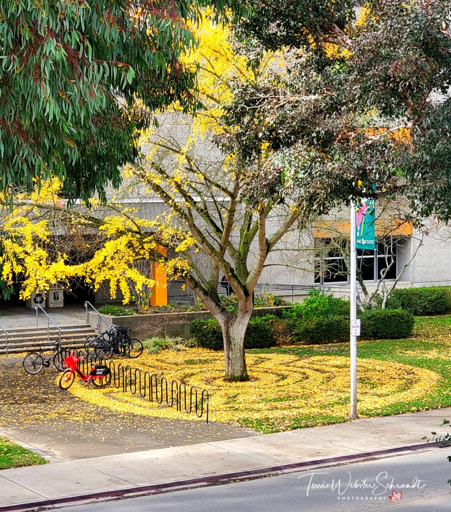 Campus Decor For Fall