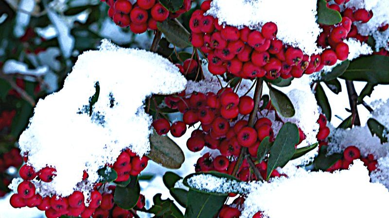 Christmas red berries