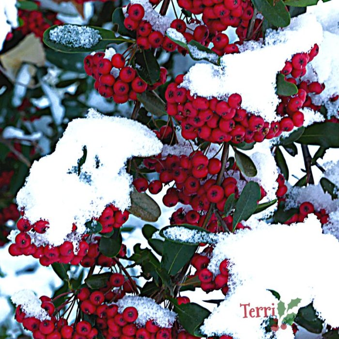 Christmas red berries