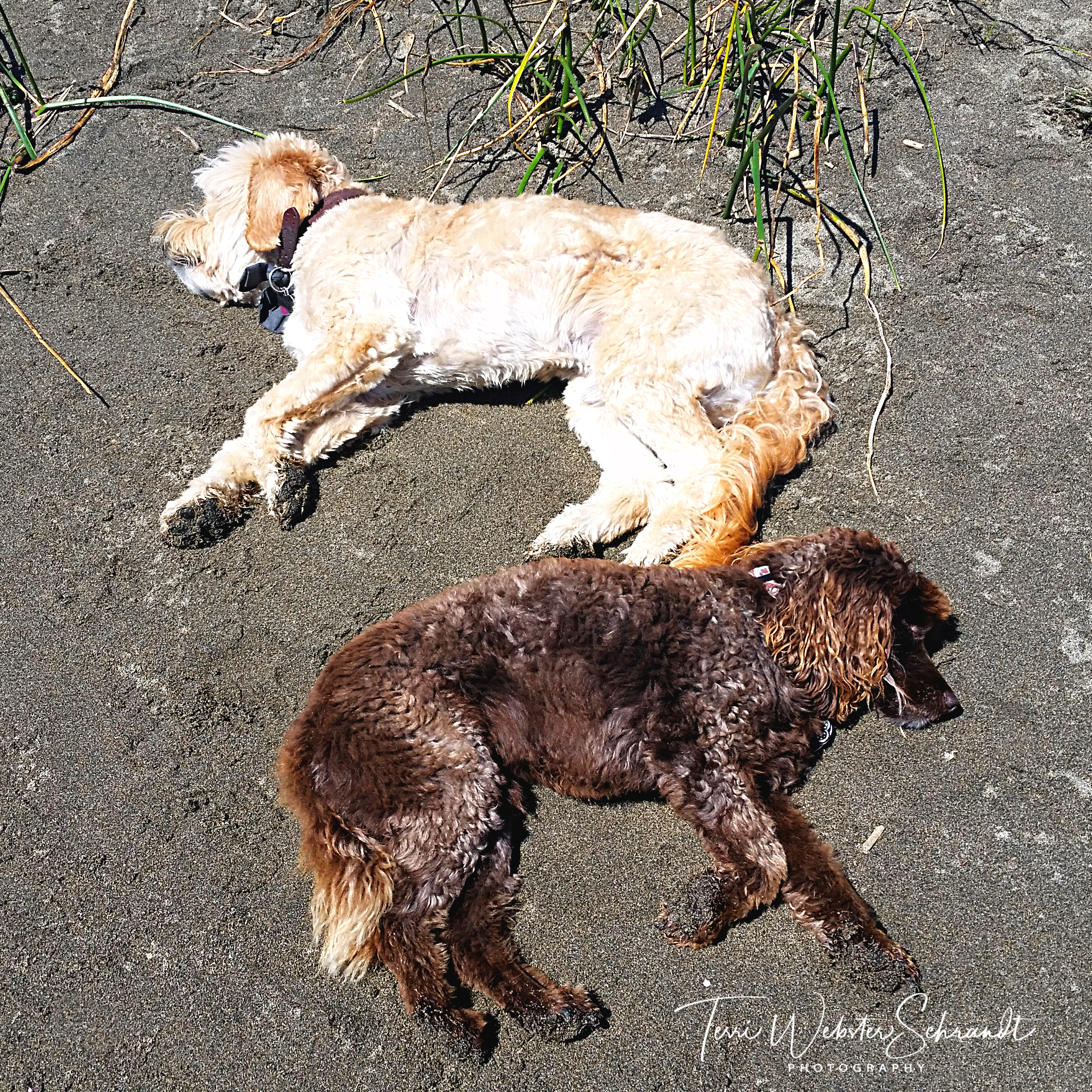 Blonde and brown dog yin and yang