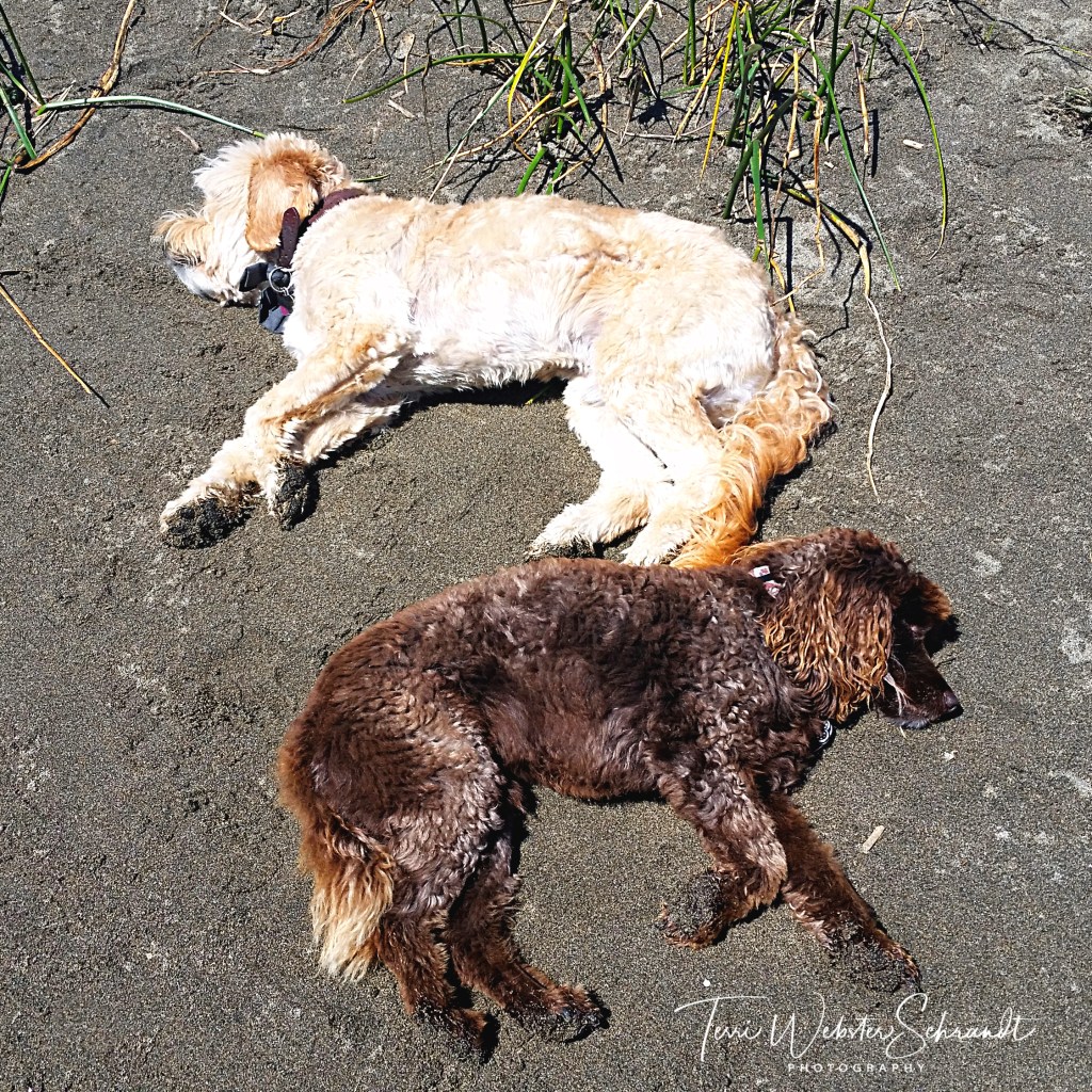 Blonde and brown dog yin and yang
