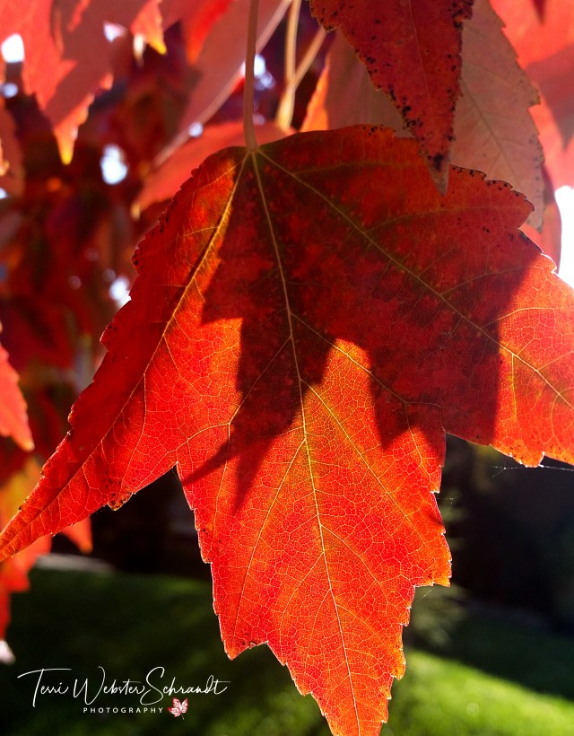 Red Fall Leaf in Shadow