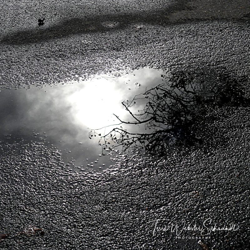 Winter Yin-Yang