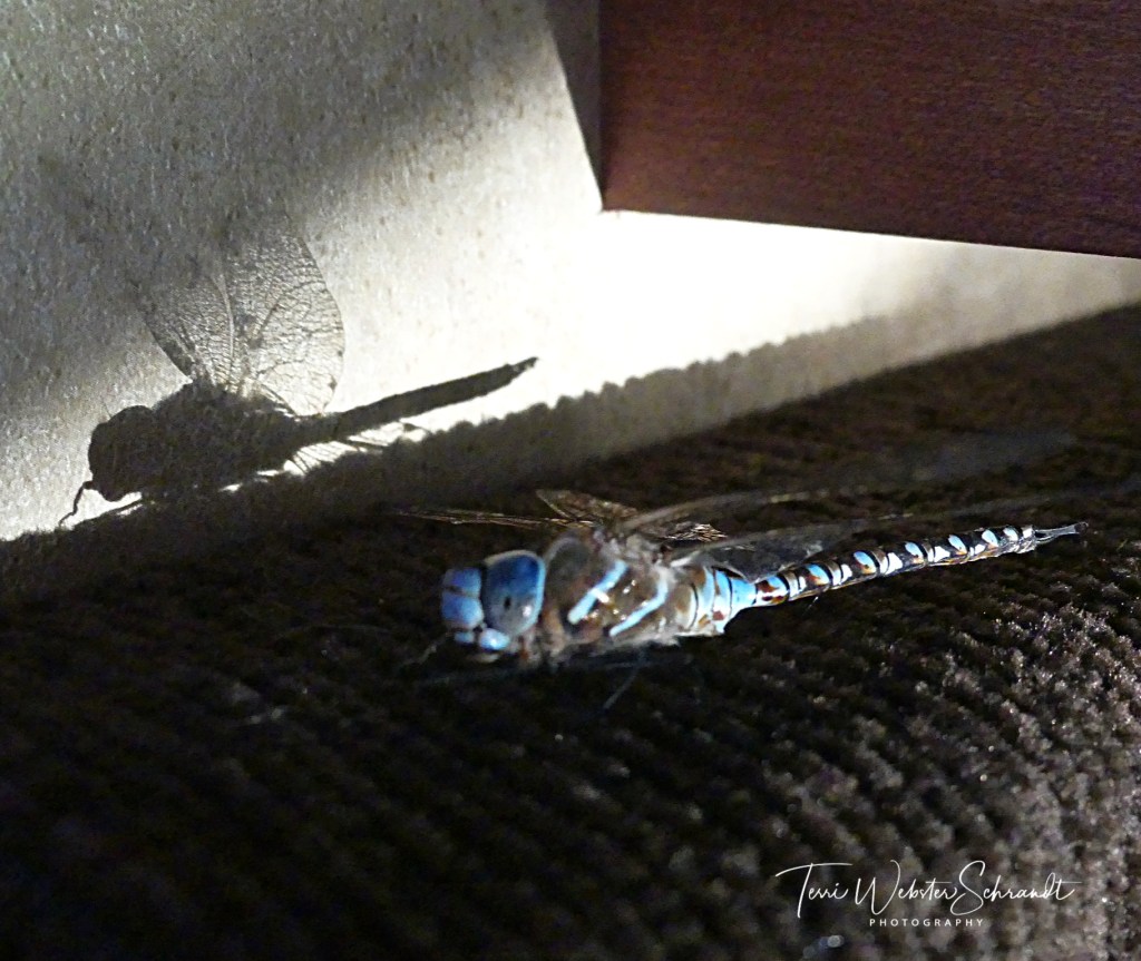 Sunday Stills: What Do the #Shadows Have to&nbsp;Say?
