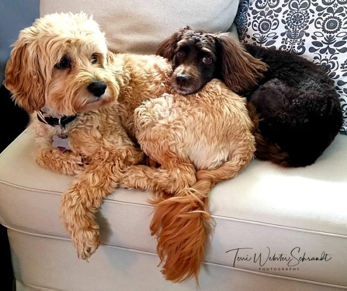 Blonde and Brown dogs