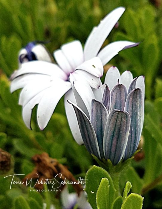 Trailing African Daisies