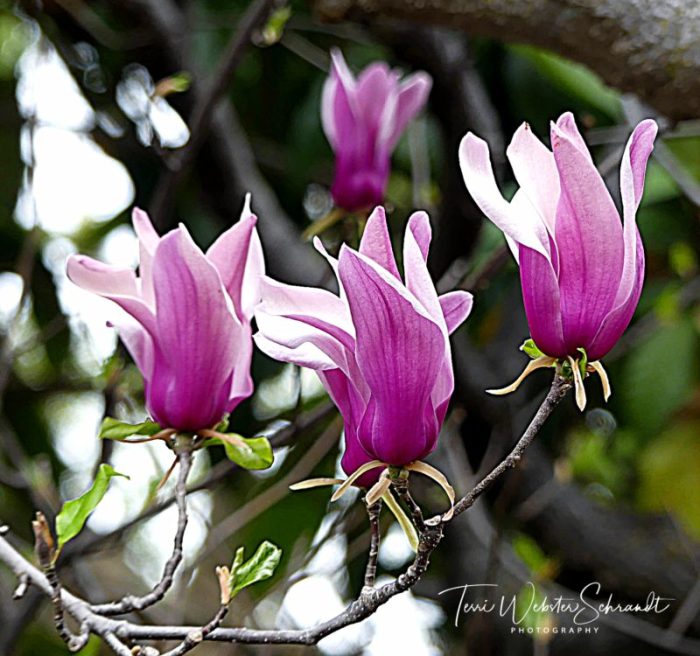 Sweet Early Spring Blooms