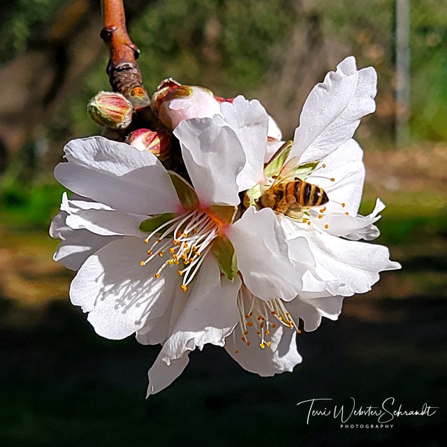 Blossoms and Bee up close