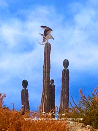 Falcon feeding on a fish
