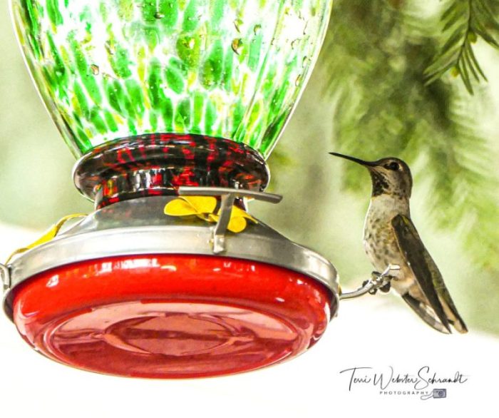 hummingbird ready to feed