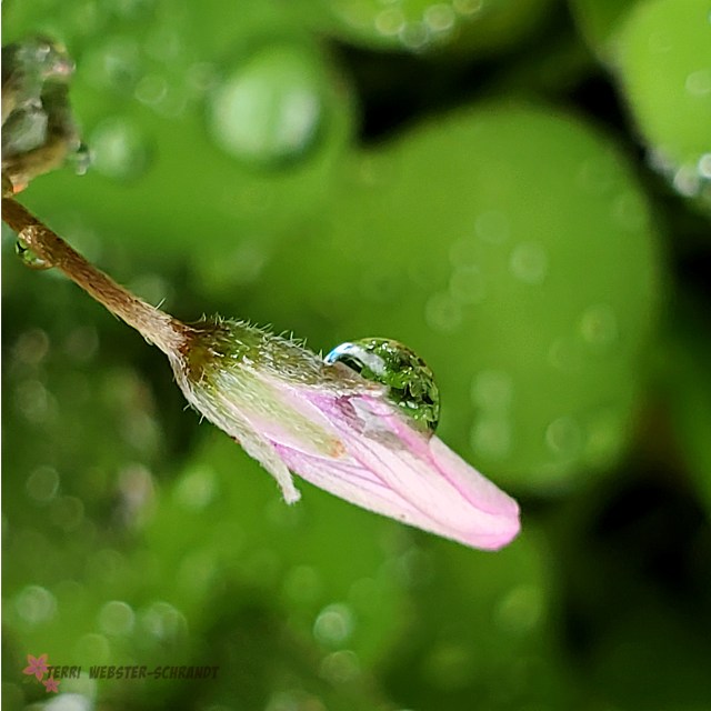 Green Clover flower