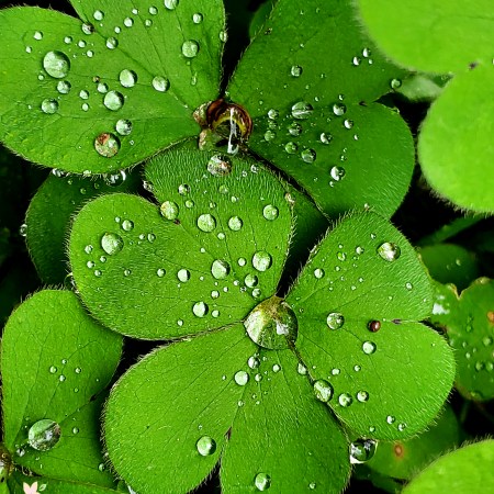 clover and rain drops