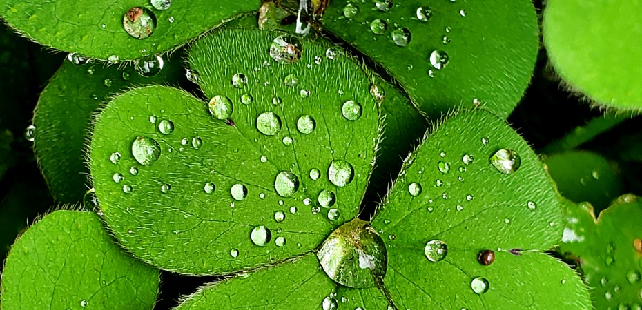 clover and rain drops