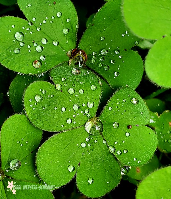 clover and rain drops