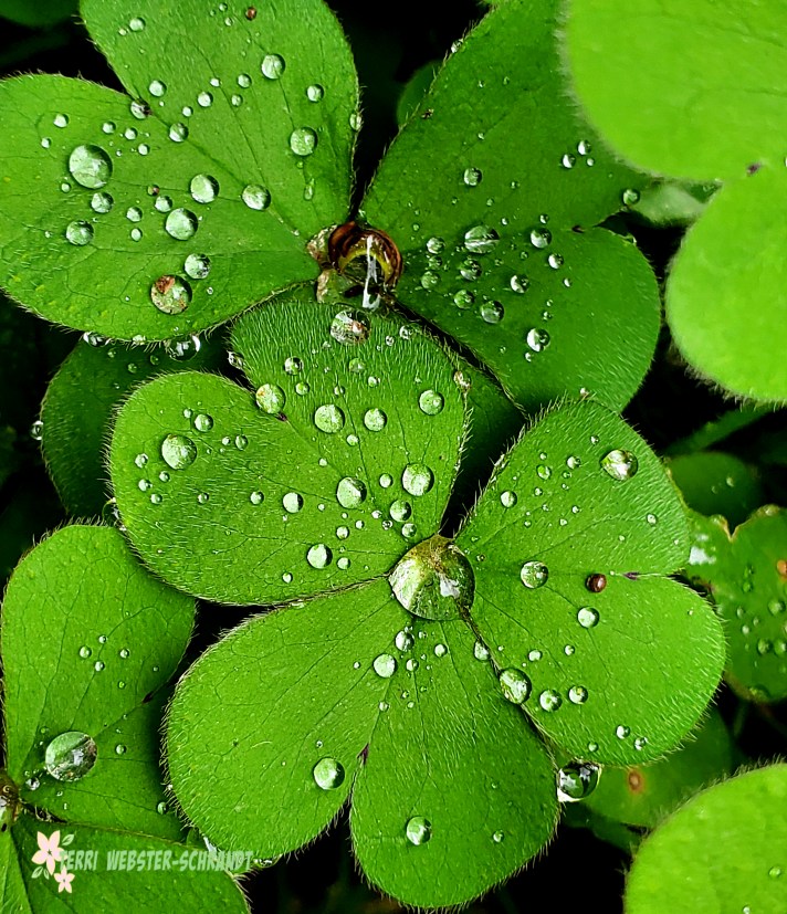 clover and rain drops