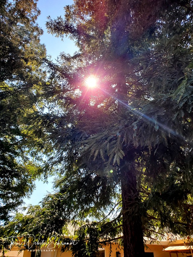 Backyard Redwood Mini-Forest