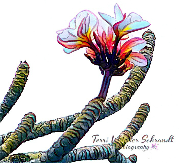 Painted Plumeria