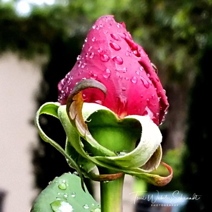 Drops on tops of rosebud