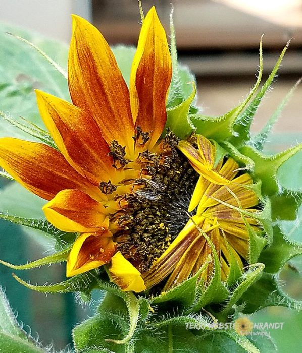 Half open Sunflower