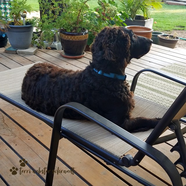 Brodie lounging in the backyard