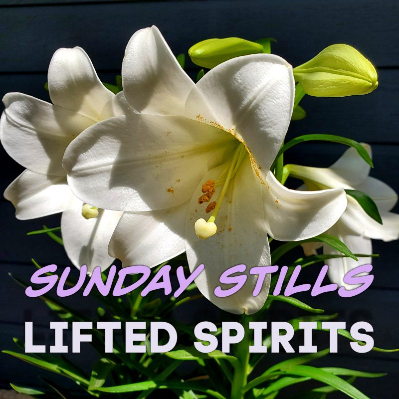 Sunday Stills: Lifted&nbsp;#Spirits