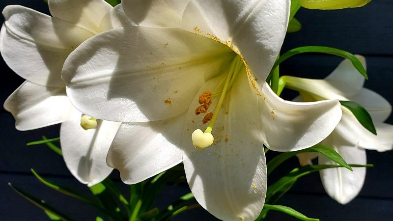 Easter Lily Close-Up