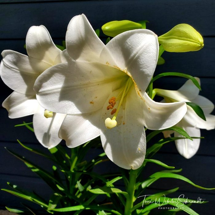 Easter Lily Close-Up
