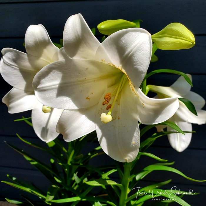 Easter Lily Close-Up