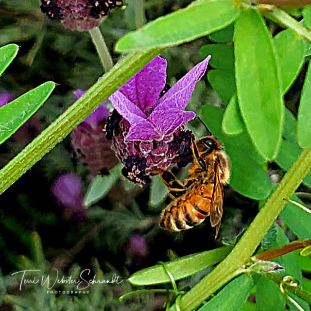 Awakening of spring and bee