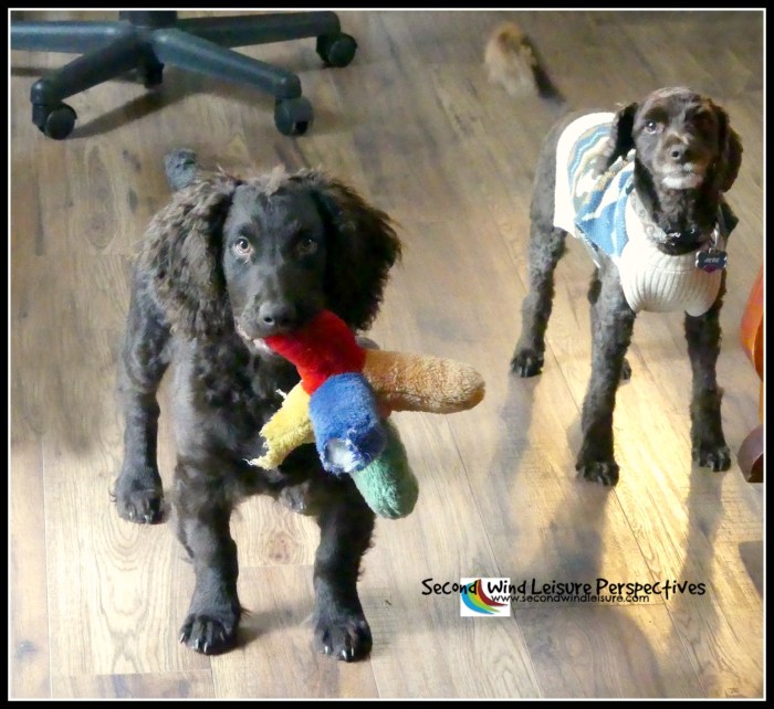 Dressed up dogs ready to play