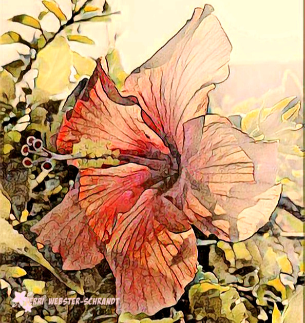 Painnted Hibiscus flower