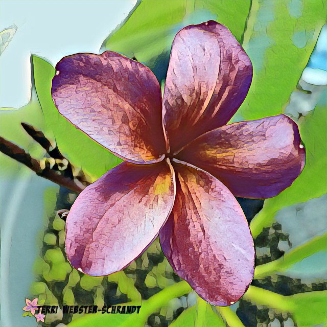 Painnted Plumeria