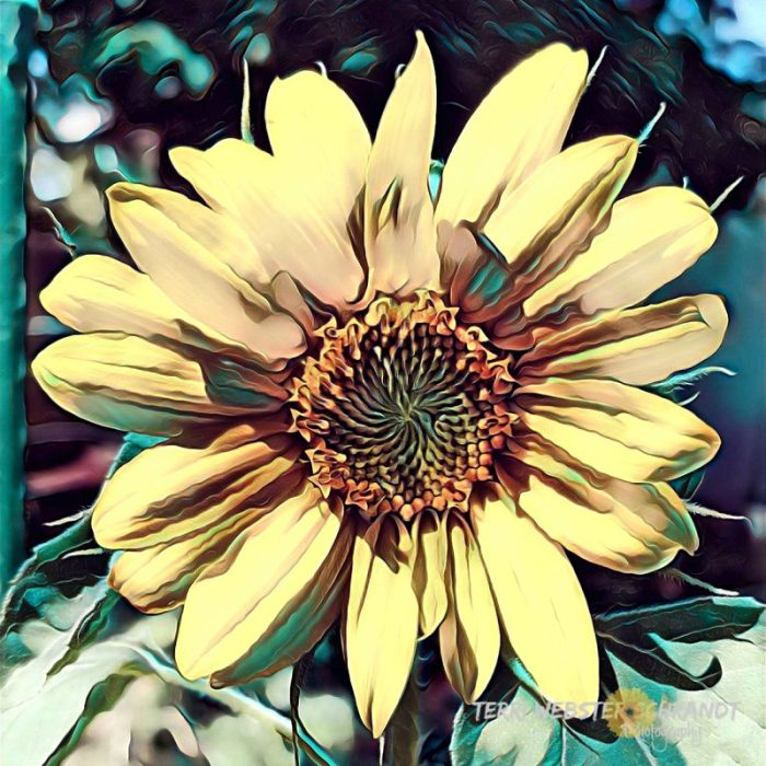 Painnted Sunflower