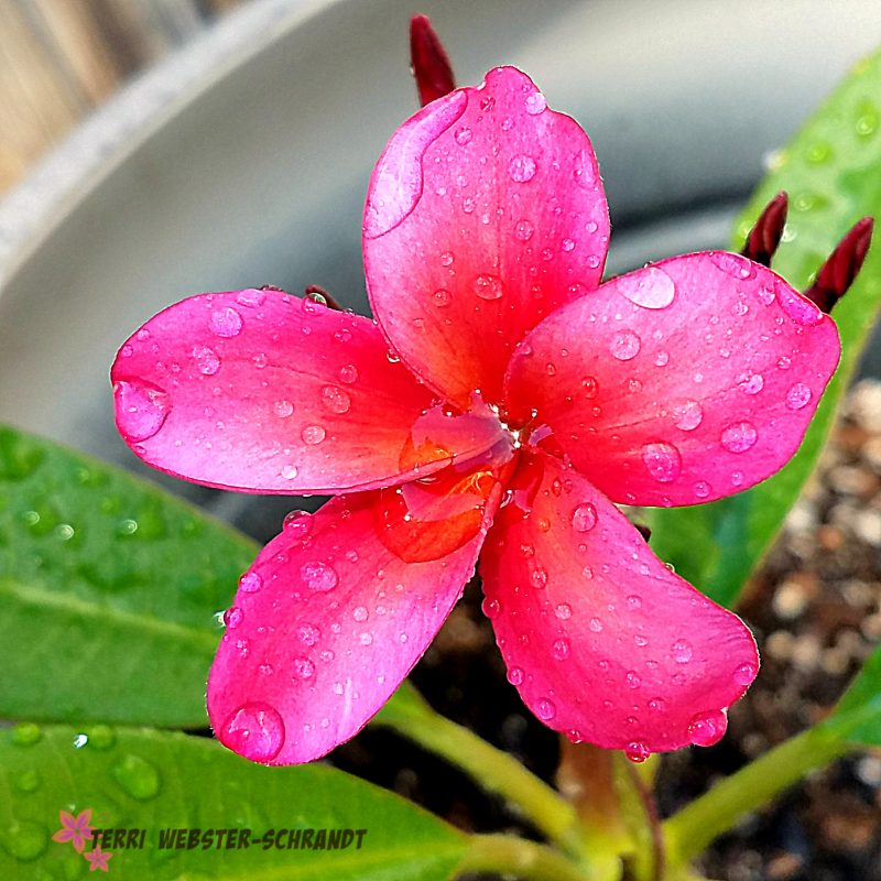 Wordless Wednesday: 5 Years Ago in&nbsp;July…