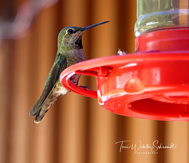 Perched Hummingbird_2020